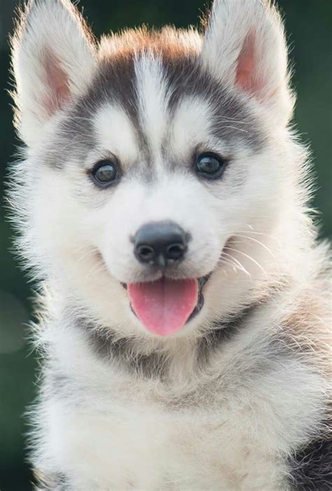 cute husky puppy pictures.